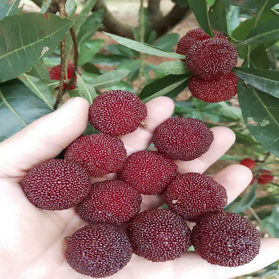 Grafted Big Leaf Prince Yangmei tree