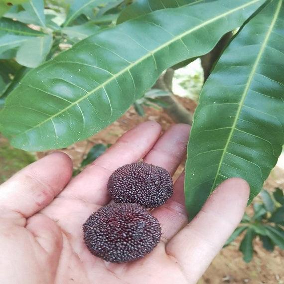 Grafted Big Leaf Prince Yangmei tree