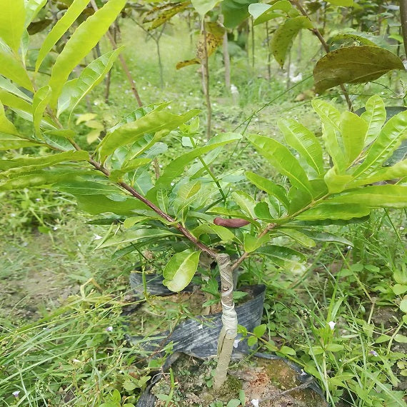 Grafted Big Leaf Prince Yangmei tree