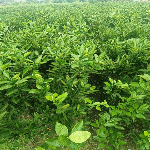 Beni Madonna(Ehime Kashi No. 28) - ChangYun