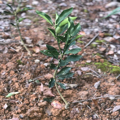 Crisp Honey Kumquat Plant