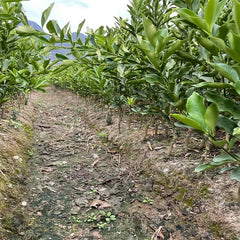 Crisp Honey Kumquat Plant