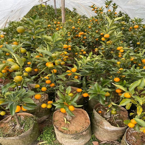 Planta de kumquat crujiente con miel