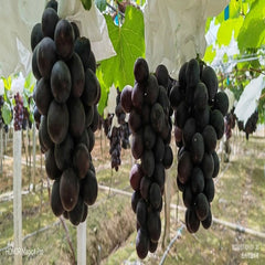 Black King Grape(Cutting/Plant)