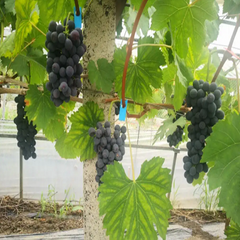 Black King Grape(Cutting/Plant)