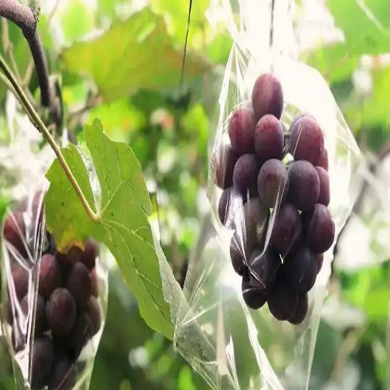 Black King Grape(Cutting/Plant)