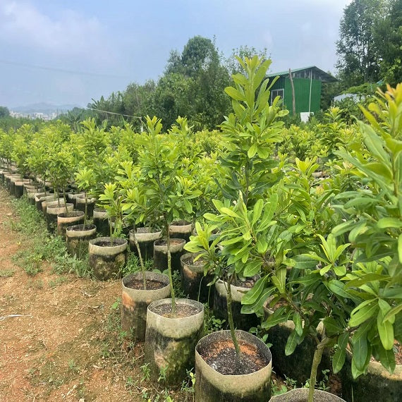 Grafted Wusu Myrica Rubra Plant