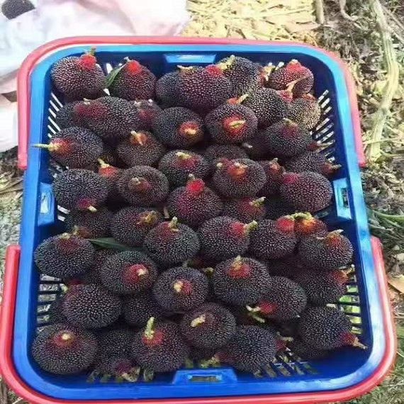 Grafted Wusu Myrica Rubra Plant