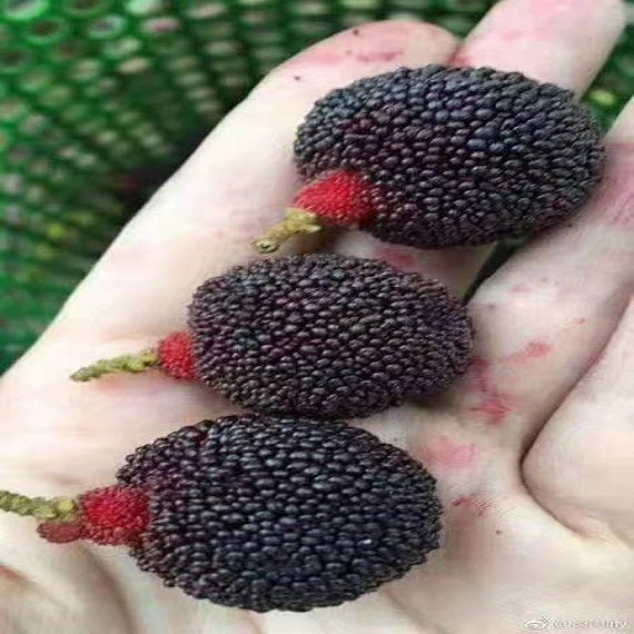 Grafted Wusu Myrica Rubra Plant