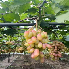 Manicure Finger Grape(Cutting/Plant)