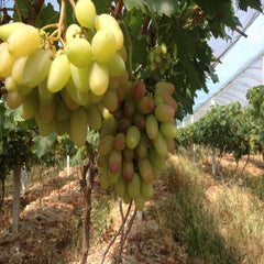 Manicure Finger Grape(Cutting/Plant)