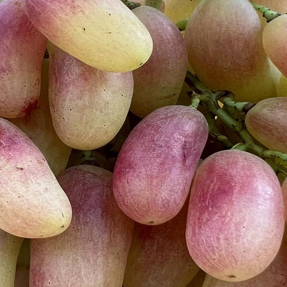 Manicure Finger Grape(Cutting/Plant)