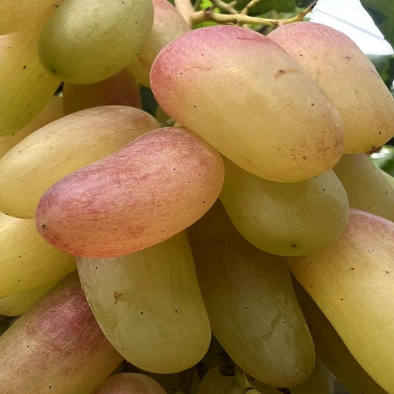 Manicure Finger Grape(Cutting/Plant)