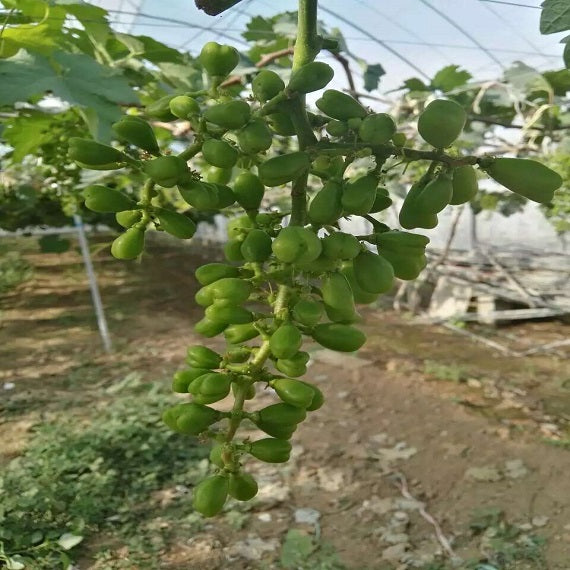 My Heart Grape(Cutting/Plant)