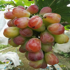 My Heart Grape(Cutting/Plant)