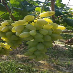 Goldfinger Grape(Cutting/Plant)