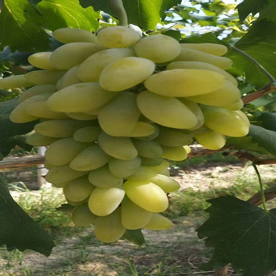 Goldfinger Grape(Cutting/Plant)