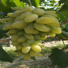 Goldfinger Grape(Cutting/Plant)