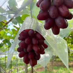 Queen Seven Grape Plant