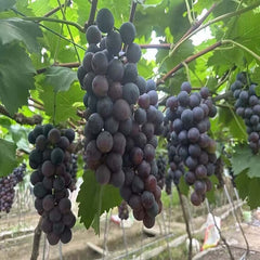 Seedless Summer Black Grape Plant