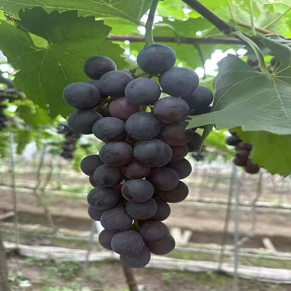 Seedless Summer Black Grape Plant