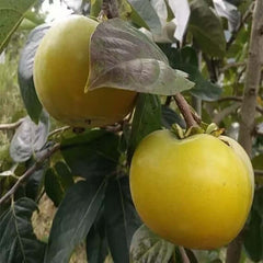 Taishu Persimmon Plant(Not astringent)