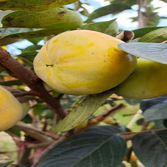 Taishu Persimmon Plant(Not astringent)