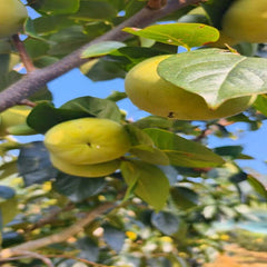 Taishu Persimmon Plant(Not astringent)