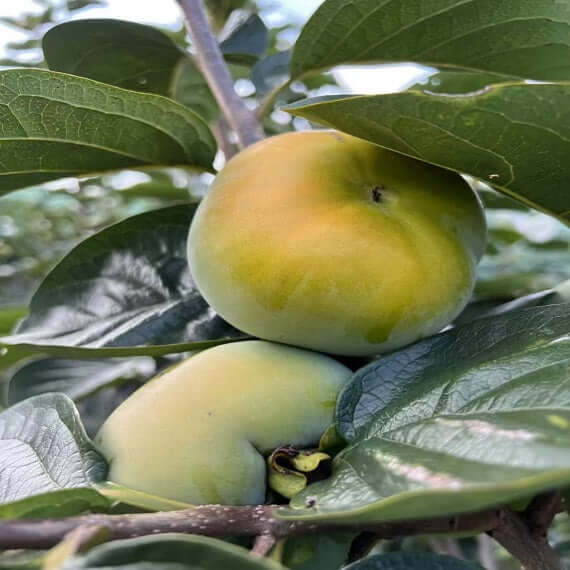 Taishu Persimmon Plant(Not astringent)