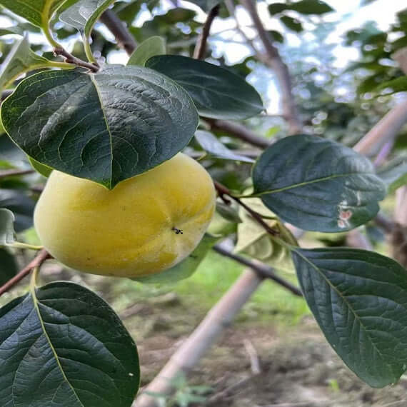 Taishu Persimmon Plant(Not astringent)