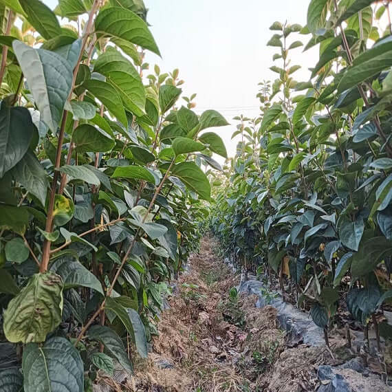 Taishu Persimmon Plant(Not astringent)