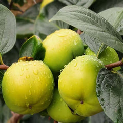 Taishu Persimmon Plant(Not astringent)