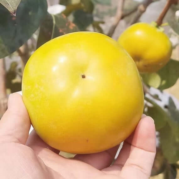 Taishu Persimmon Plant(Not astringent)