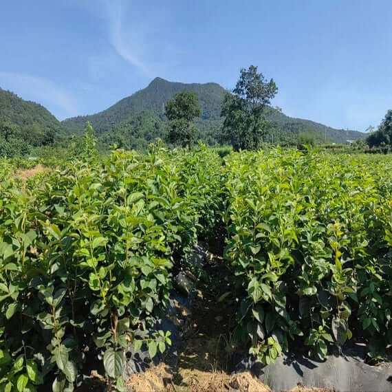 Taishu Persimmon Plant(Not astringent)