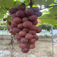 Red Fuji Grape Plant