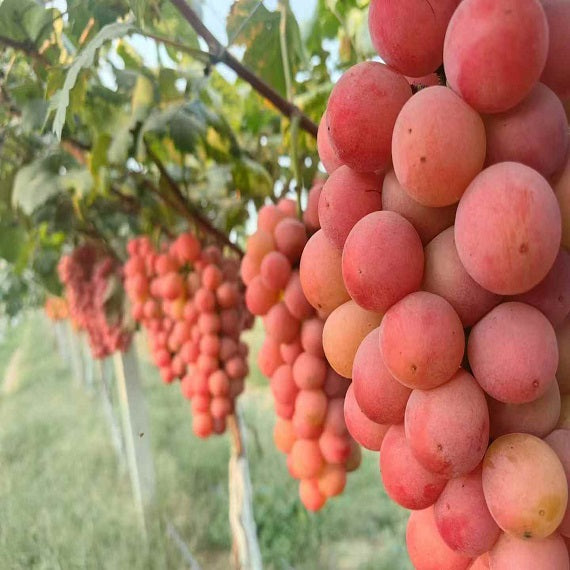 Queen Nina Grape(Cutting/Plant)