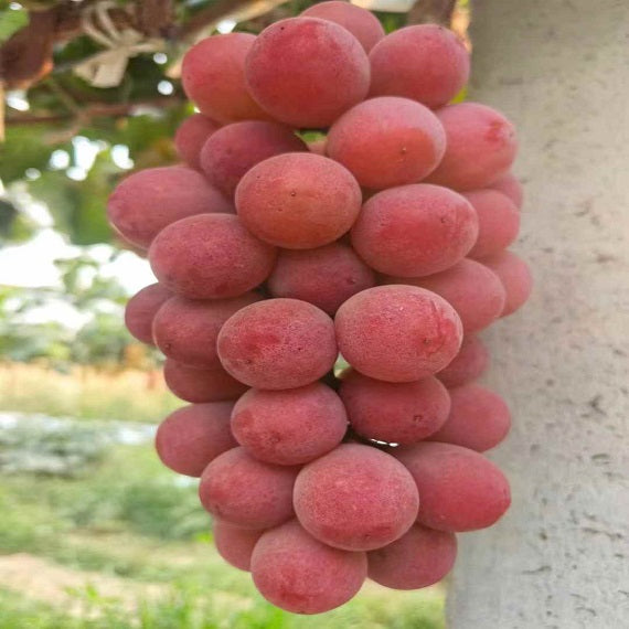 Queen Nina Grape(Cutting/Plant)