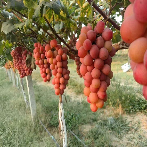 Queen Nina Grape(Cutting/Plant)