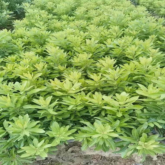 Grafted Hard Silk Myrica Rubra Plant