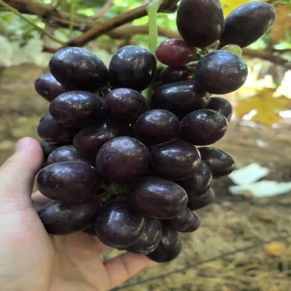 Aurora Black Grape(Cutting/Plant)