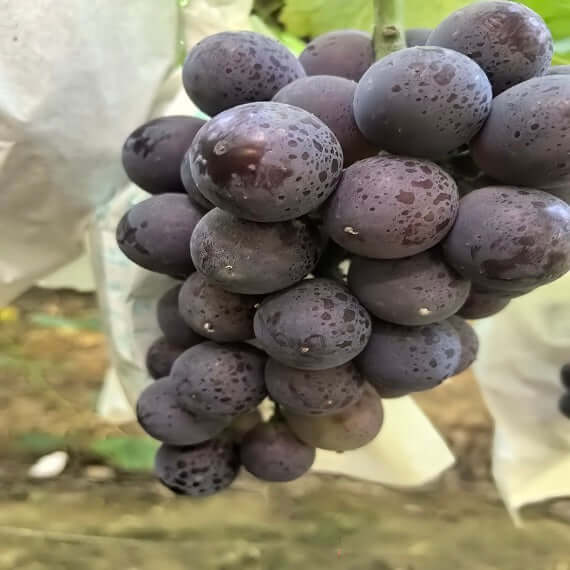 Nagano Purple Grape(Cutting/Plant)