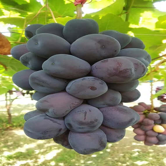 Black Shine Muscat Grape(Cutting/Plant)