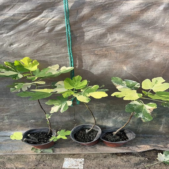 Variegated Jolly Tiger Fig Plant