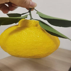 Grafted Lemon Shiranui Plant