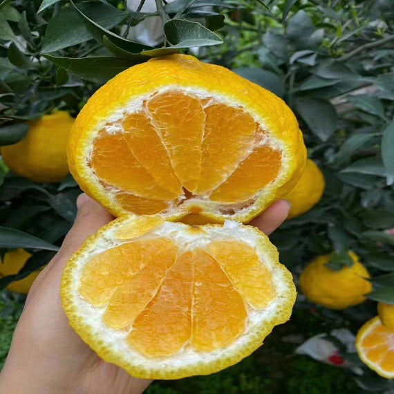 Grafted Lemon Shiranui Plant