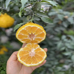 Grafted Lemon Shiranui Plant