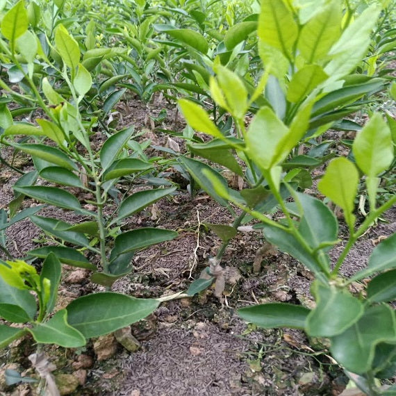 Grafted Shiranui Plant