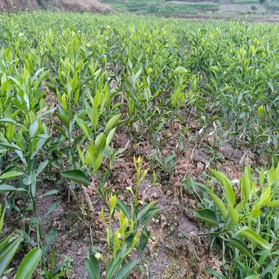 Grafted Shiranui Plant