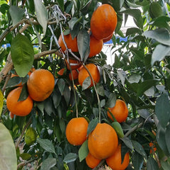 Grafted Asumi Plant