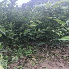 Grafted Asumi Plant
